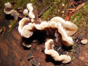 주름목이 (Auricularia mesenterica (Dicks.) Pers.)