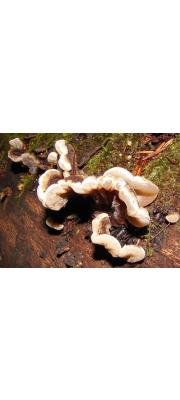 주름목이 (Auricularia mesenterica (Dicks.) Pers.)