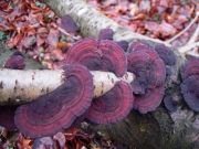 삼색도장버섯 (Daedaleopsis  tricolor (Bull.) BonDaedaleopsis  & Sing.)