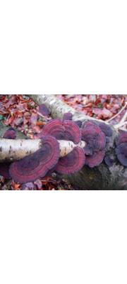 삼색도장버섯 (Daedaleopsis  tricolor (Bull.) BonDaedaleopsis  &amp; Sing.)