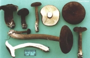 잿빛헛대젖버섯 (Lactarius lignyotus Fr.)