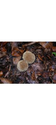 가시말불버섯(기뢰말불버섯) (Lycoperdon echinatum Pers.)