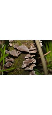 털목이(분홍목이) (Auricularia polytricha (Mont.) Sacc. > Hirneolina polytrica)