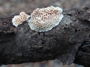 미로구멍버섯(주름구멍버섯) (Datronia mollis (Sommerf.) Donk > Antrodia mollis)