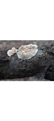 미로구멍버섯(주름구멍버섯) (Datronia mollis (Sommerf.) Donk > Antrodia mollis)