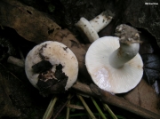 갈색끈적젖버섯 (Lactarius luteolus Peck)
