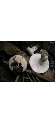 갈색끈적젖버섯 (Lactarius luteolus Peck)