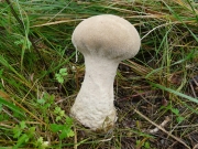 키다리말불버섯(키다리말징버섯) (Lycoperdon excipuliforme (Scop.) Pers.  > Calvatia excipuliformis (Pers.) Perd.)