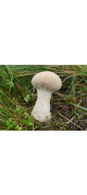 키다리말불버섯(키다리말징버섯) (Lycoperdon excipuliforme (Scop.) Pers.  > Calvatia excipuliformis (Pers.) Perd.)
