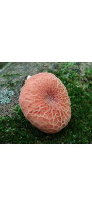 살구버섯 (Rhodotus palmatus (Bull.) Maire)