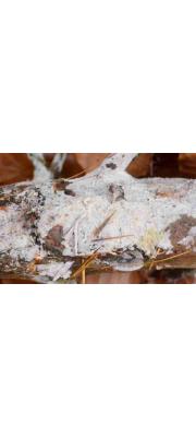 무성솜털고약버섯 (Botryobasidium conspersum Erikss  > Haplotrichum conspersum (Link) Hol.-Jech.)