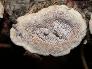 갈변미로구멍버섯 (Datronia stereoides (Fr.) Ryv.)