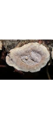 갈변미로구멍버섯 (Datronia stereoides (Fr.) Ryv.)