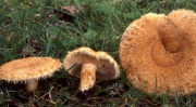 은색젖버섯 (Lactarius mairei Malencon)