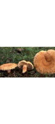 은색젖버섯 (Lactarius mairei Malencon)