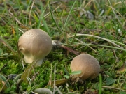 긴목말불버섯(긴대말불버섯, 흰말불버섯) (Lycoperdon lividum Pers  > Lycoperdon spadiceum Pers.)