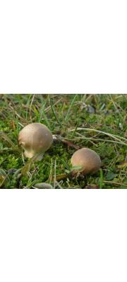 긴목말불버섯(긴대말불버섯, 흰말불버섯) (Lycoperdon lividum Pers  > Lycoperdon spadiceum Pers.)