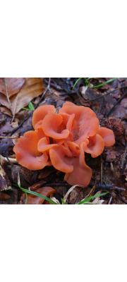 주걱혀버섯(장미혀버섯, 장미주걱목이, 주걱목이) (Guepinia helvelloides (DC.) Fr. > Phlogiotis helvelloides (DC.) Martin  > Tremiscus helvelloides (DC.) Donk)