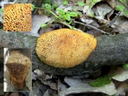 흰방석구멍버섯(방석구멍버섯) (Dichomitus campestris (Quél.) Dom. & Orlicz)