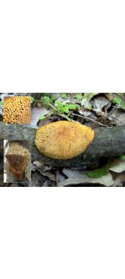 흰방석구멍버섯(방석구멍버섯) (Dichomitus campestris (Quél.) Dom. &amp; Orlicz)