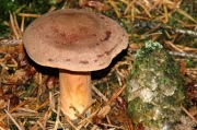 유방젖버섯 (Lactarius mammosus Fr.)