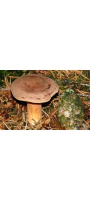 유방젖버섯 (Lactarius mammosus Fr.)