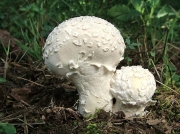 비늘말불버섯 (Lycoperdon  mammaerforme Pers.)