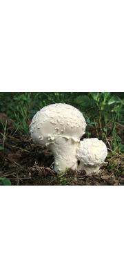 비늘말불버섯 (Lycoperdon  mammaerforme Pers.)