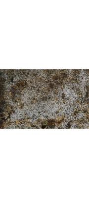 작은솜털고약버섯 (Botryobasidium obtusisporum Erikss.)
