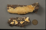 초이중구멍버섯 (Diplomitoporus crustulinus (Bres.) Domanski)