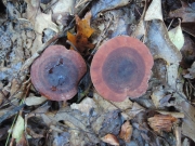 진갈색무늬젖버섯 (Lactarius mutabilis Peck)