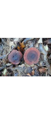 진갈색무늬젖버섯 (Lactarius mutabilis Peck)