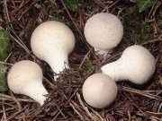 여린말불버섯 (Lycoperdon molle Pers.)