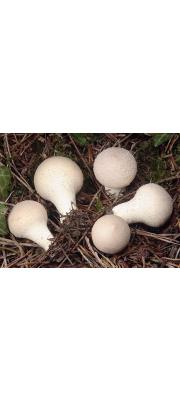 여린말불버섯 (Lycoperdon molle Pers.)
