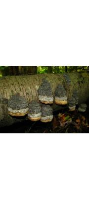 말굽버섯 (Fomes fomentarius (L.) Kickx)