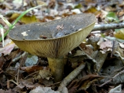 독젖버섯 (Lactarius necator (BulLactarius) Pers.)