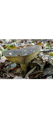 독젖버섯 (Lactarius necator (BulLactarius) Pers.)