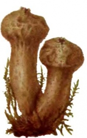 이끼말불버섯 (Lycoperdon muscorum Morgan)