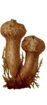 이끼말불버섯 (Lycoperdon muscorum Morgan)