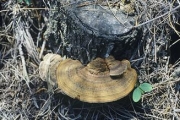 가죽털송편버섯 (Funalia aspera (Jungh.) Zmitr. & Malysh.)