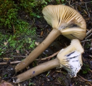 보라헛대젖버섯 (Lactarius nigroviolascens G.F. Atk.)