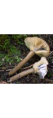 보라헛대젖버섯 (Lactarius nigroviolascens G.F. Atk.)