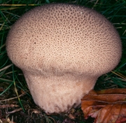 악취말불버섯 (Lycoperdon nigrescens Wahl.  > Lycoperdon foetidum Bonord)