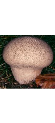 악취말불버섯 (Lycoperdon nigrescens Wahl.  > Lycoperdon foetidum Bonord)
