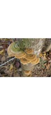 갈색털송편버섯(갈색구름버섯) (Funalia polyzona (Pers.) Niem. > Coriolus polyzonus (Pers.) Imaz.)