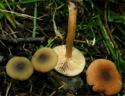 애기낙엽젖버섯 (Lactarius obscuratus (Lasch) Fr. >  Lactarius cyathula f. japonicus Hongo)