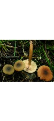애기낙엽젖버섯 (Lactarius obscuratus (Lasch) Fr. >  Lactarius cyathula f. japonicus Hongo)