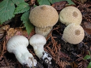 말불버섯 (Lycoperdon perlatum Pers.  > Lycoperdon gemmatum Batsch.)
