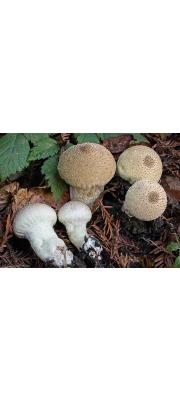 말불버섯 (Lycoperdon perlatum Pers.  > Lycoperdon gemmatum Batsch.)