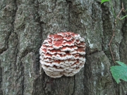 냄새공말굽버섯 (Globifomes graveolens (Schw.) Murr.)